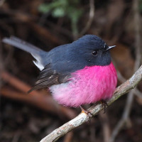 Pink Robin